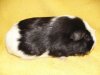 Mercedes Cavia Bohemia Z Cavia Zahva