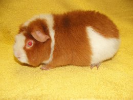 Mochito z Cavia Zahva Z Cavia Zahva