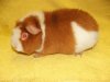 Mochito z Cavia Zahva Z Cavia Zahva
